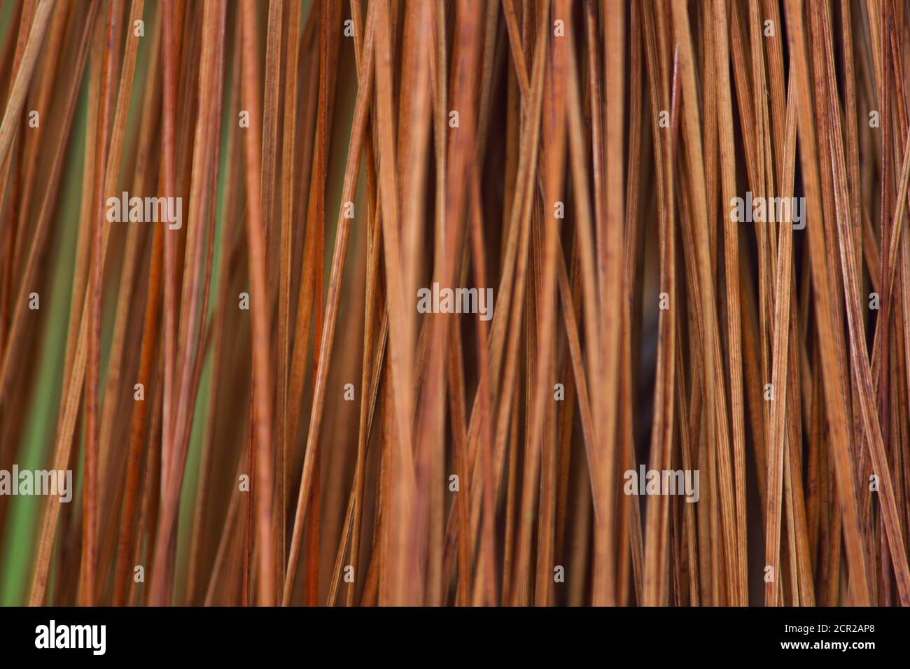 Dry Monterey Pine Needle Close-up Frame (Pinus radiata) Stock Photo