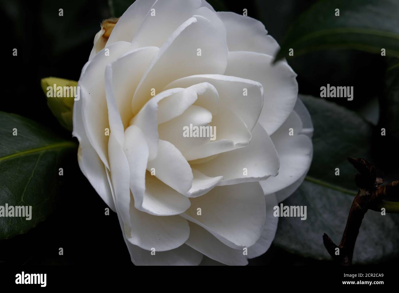 Camellia japonica white swan hi-res stock photography and images - Alamy
