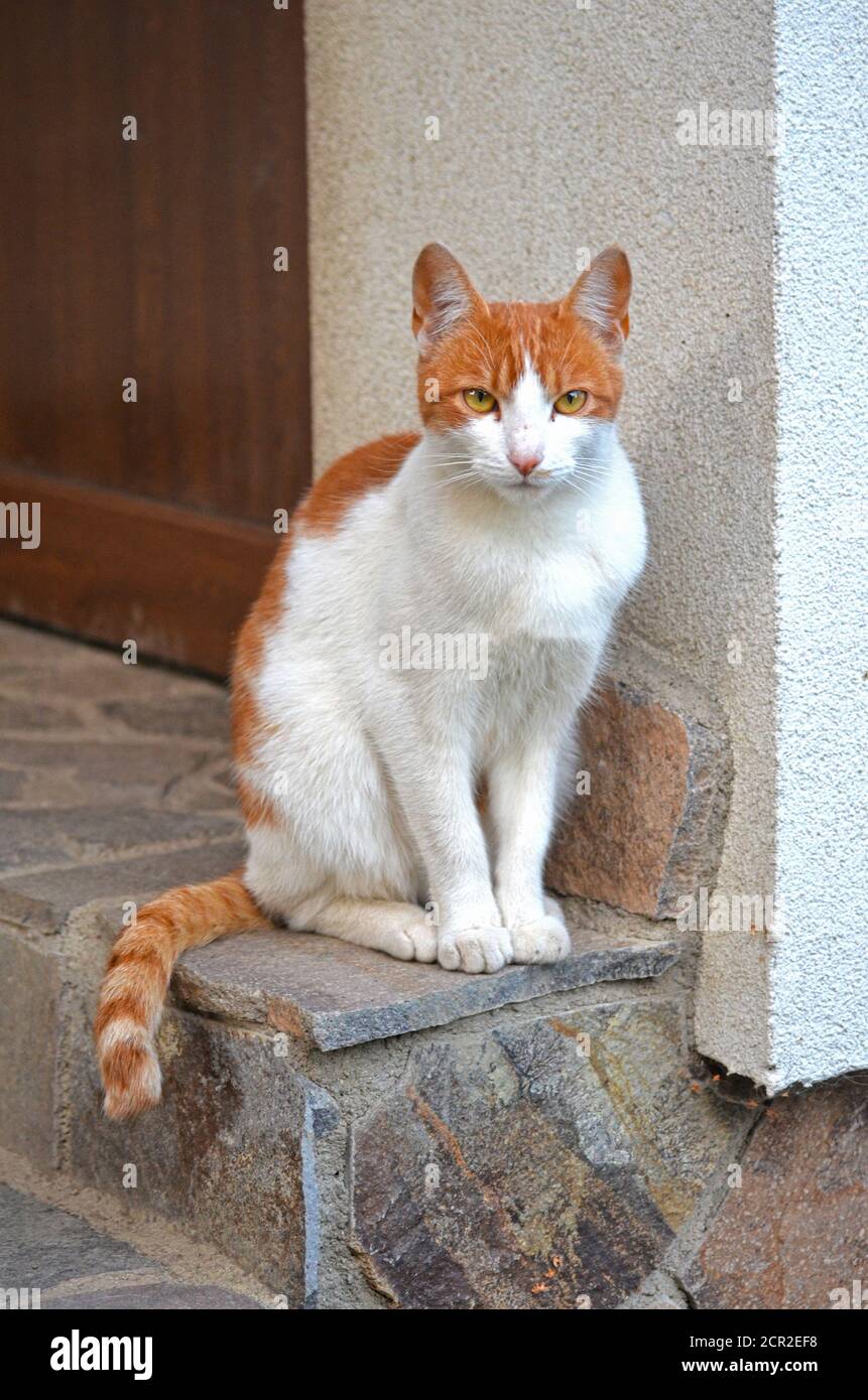 Orange tabby cat sitting white hi-res stock photography and images - Alamy