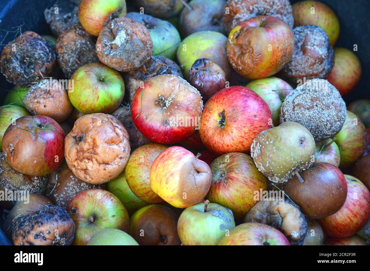 Colorful rotting apples covered by mold Stock Photo Alamy