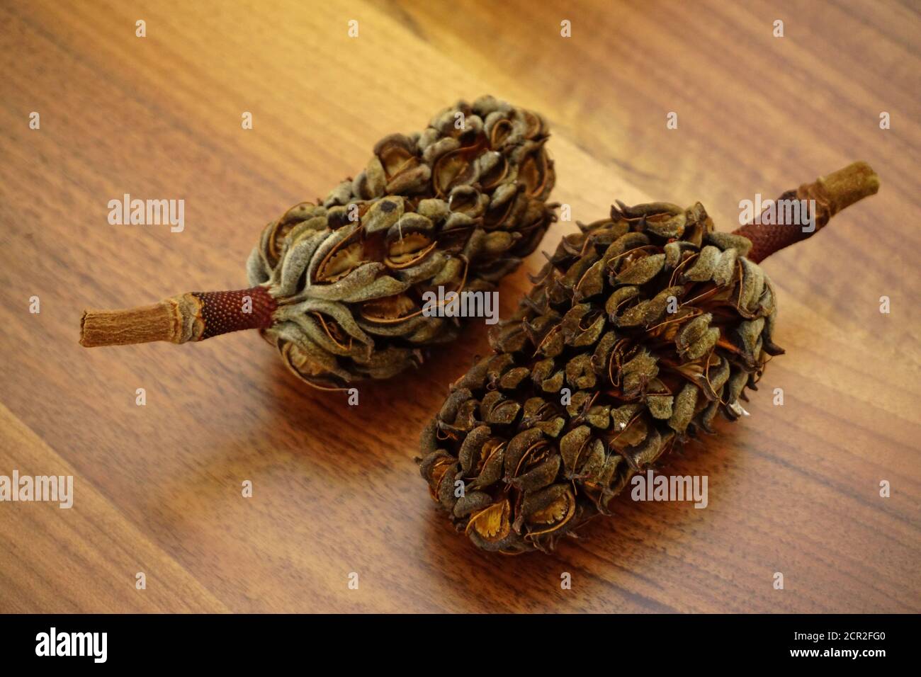 Dried magnoila cones on wooden background Stock Photo