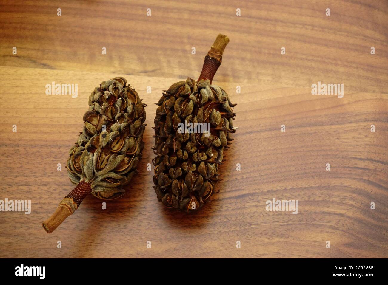 Dried magnoila cones on wooden background Stock Photo