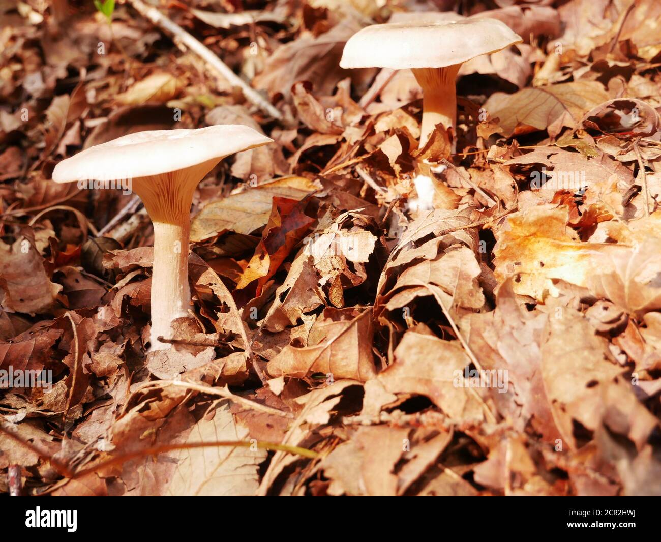Closeup of a mushroom called Death cap in dried autumn leaves Stock