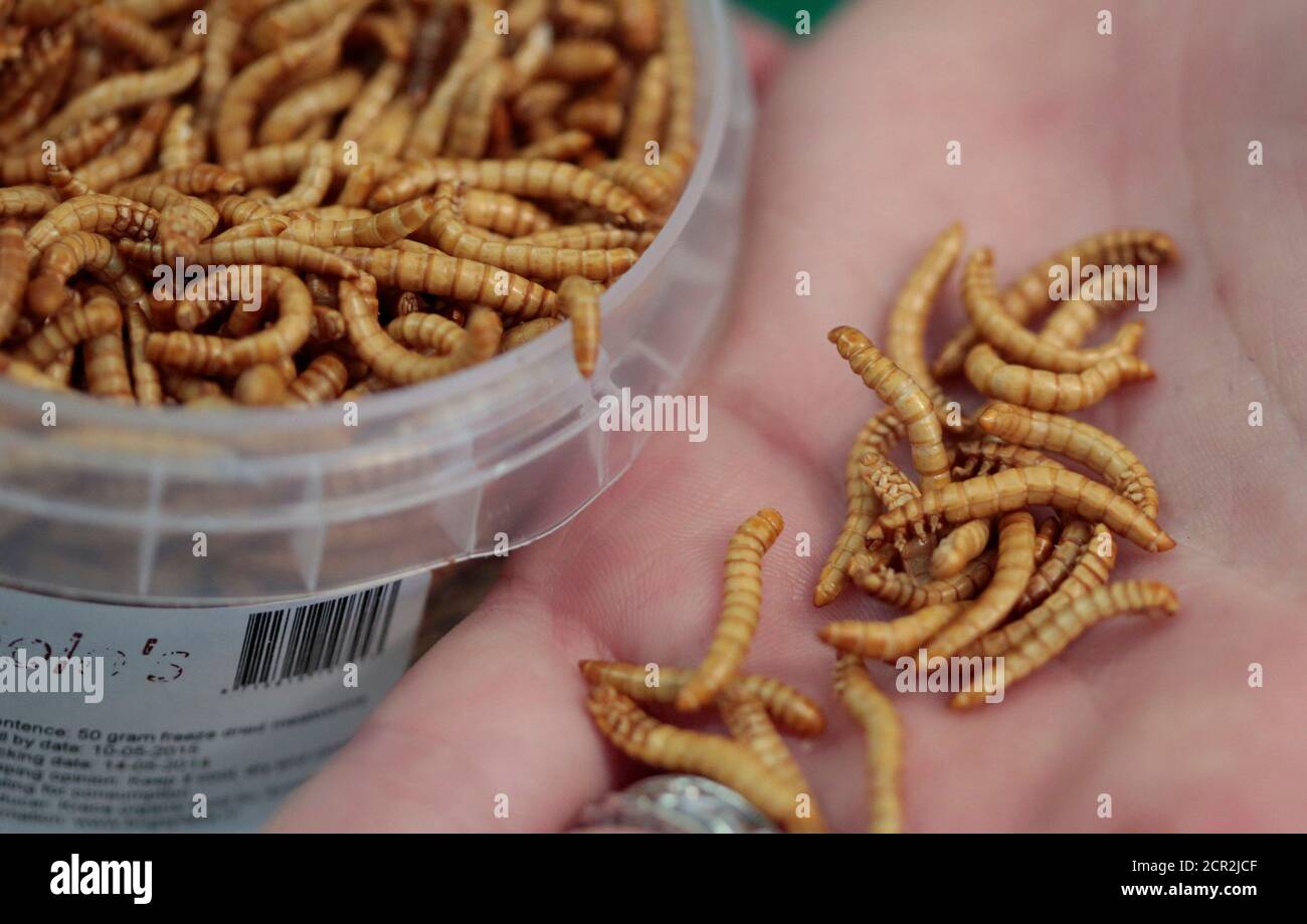 Human eating insects hi-res stock photography and images - Alamy