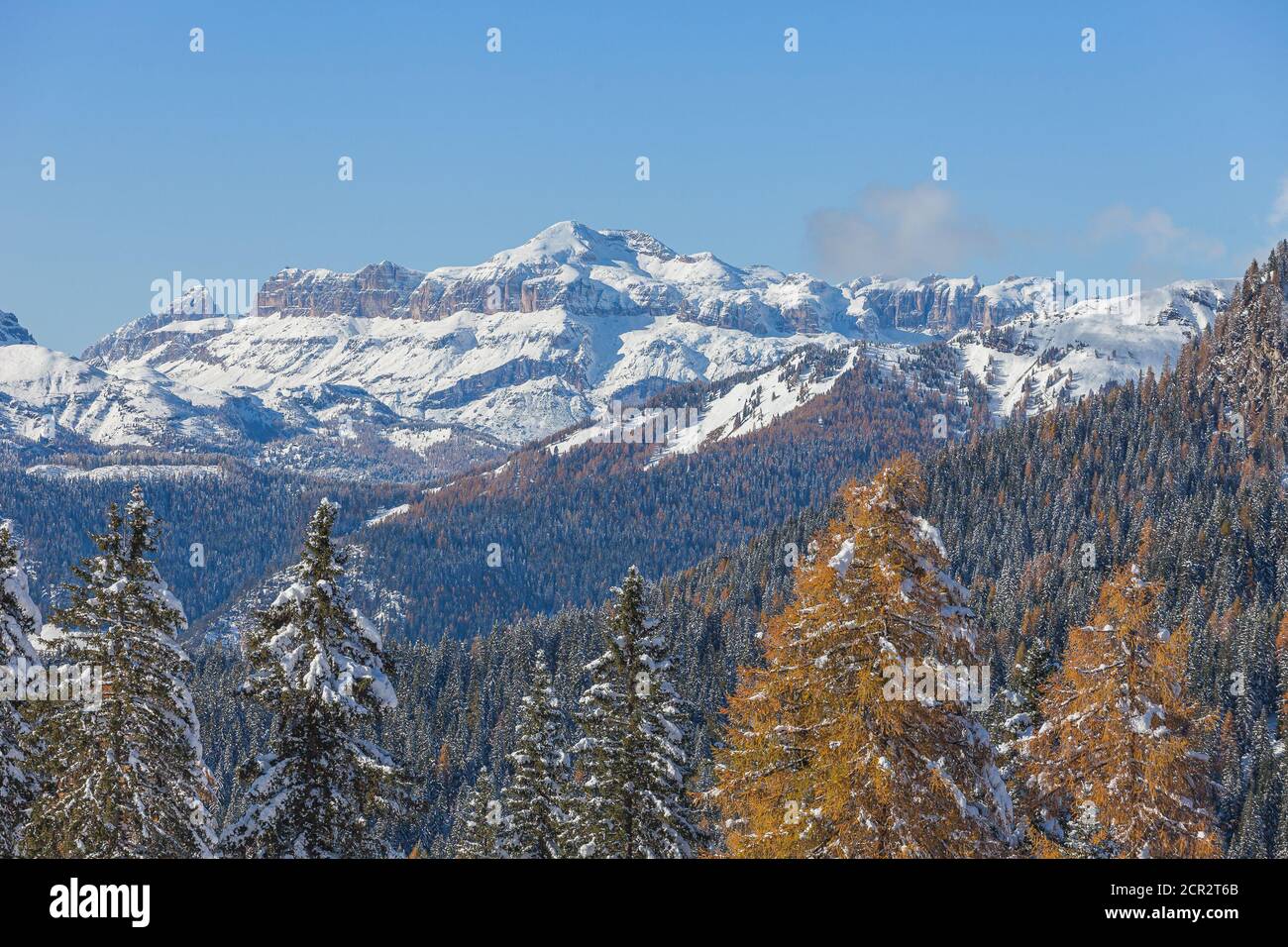 Larch and fir forest and in the background the Sella Massif, Dolomites, Italy Stock Photo