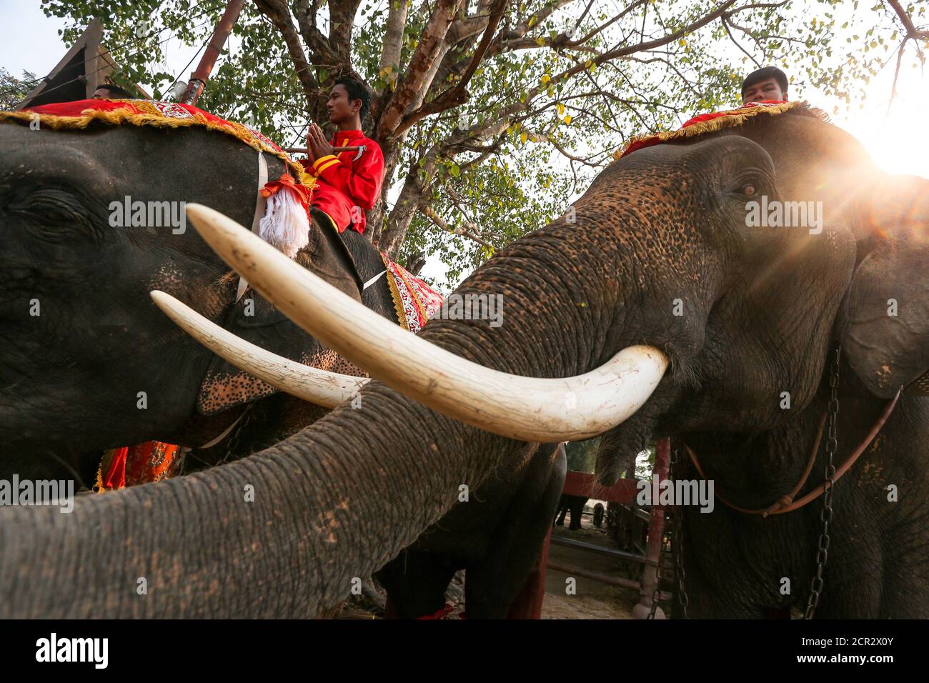 Mahouts pray while sitting on top of elephants during Thailand's national  elephant day celebration in the ancient city of Ayutthaya, Thailand, March  13, 2018. REUTERS/Athit Perawongmetha Stock Photo - Alamy