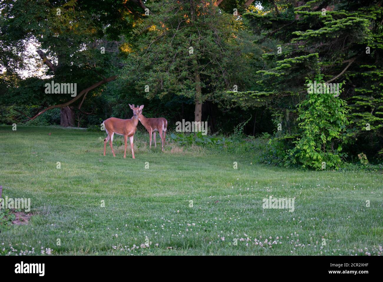 A Young Deer in a Patch of Grass in a Suburban Backyard Stock Photo - Alamy