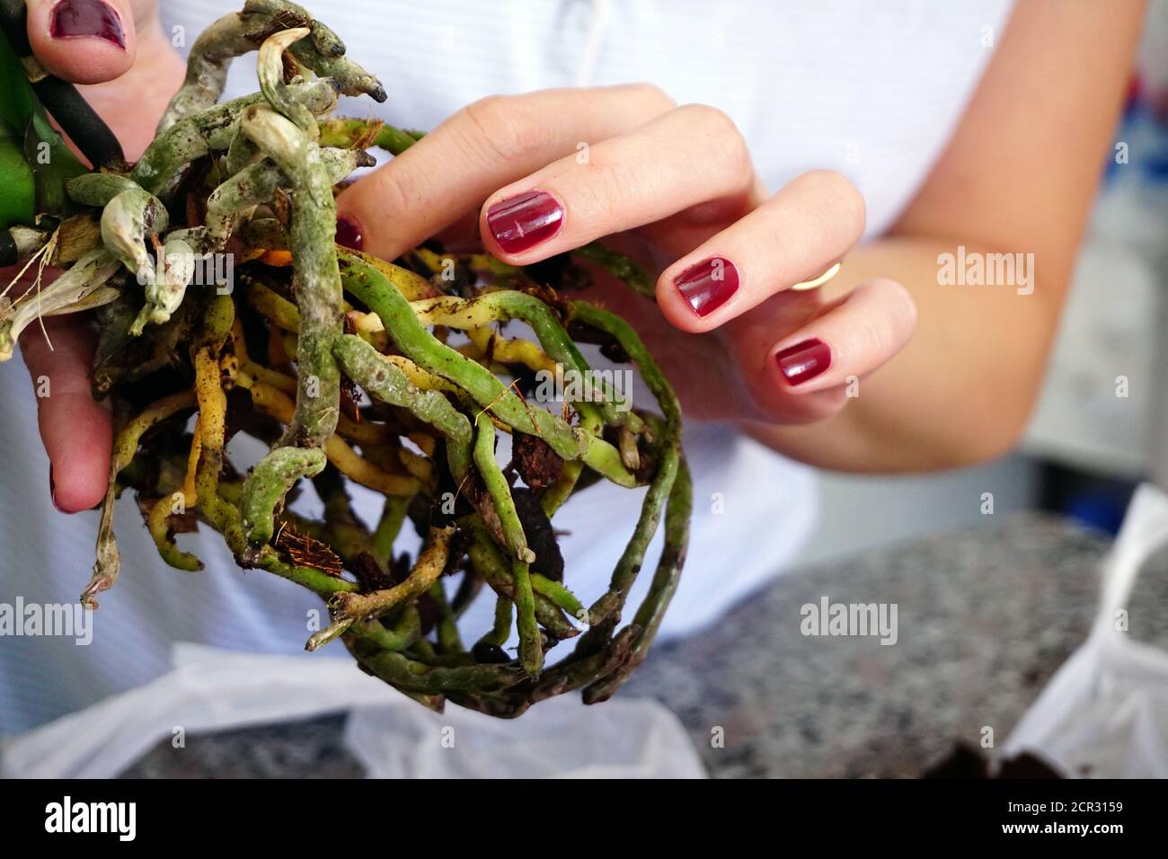 Repotting orchid with roots in woman hand Stock Photo