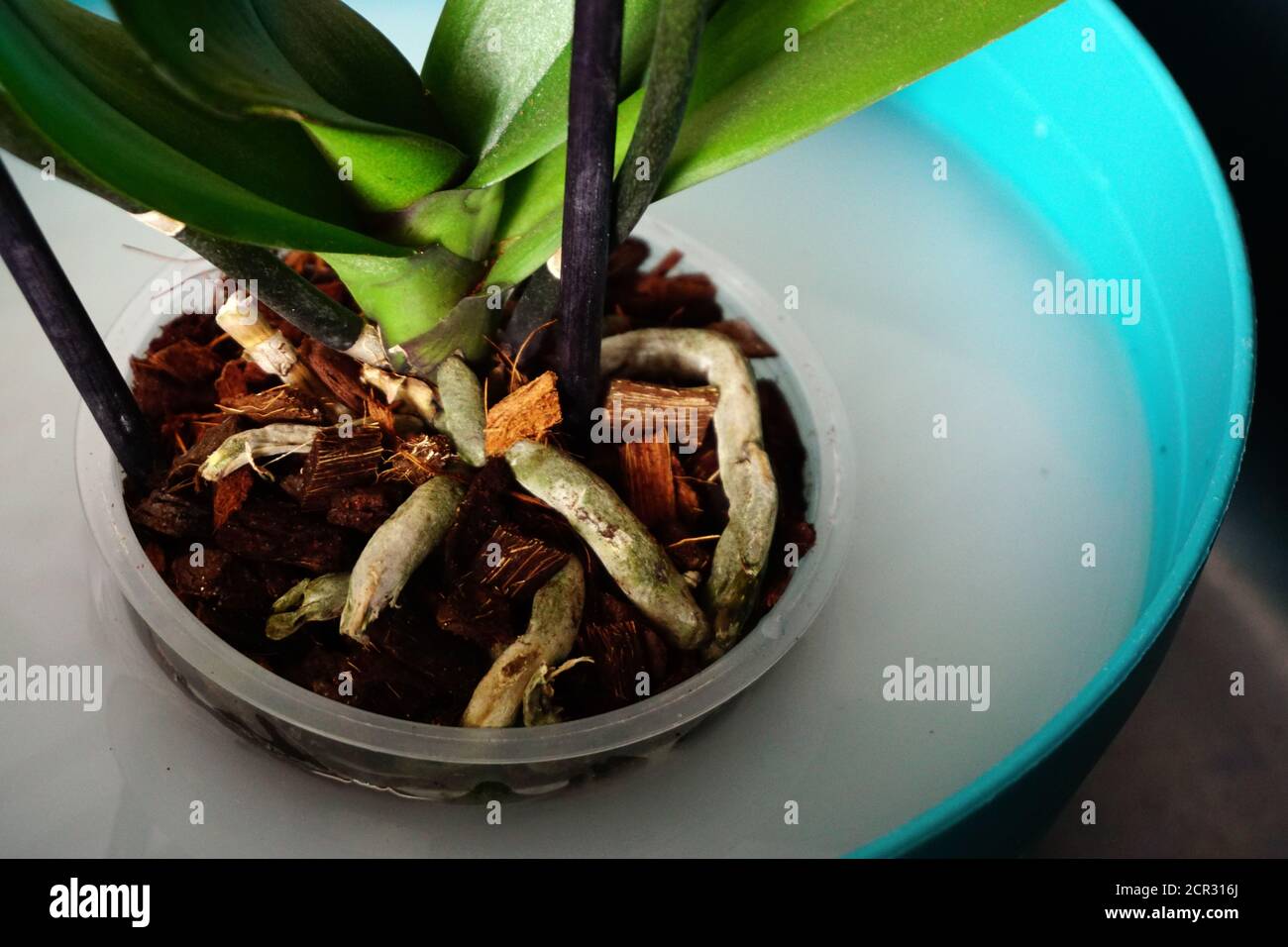 Orchid Small Roots Orchid roots close up view Stock Photo - Alamy