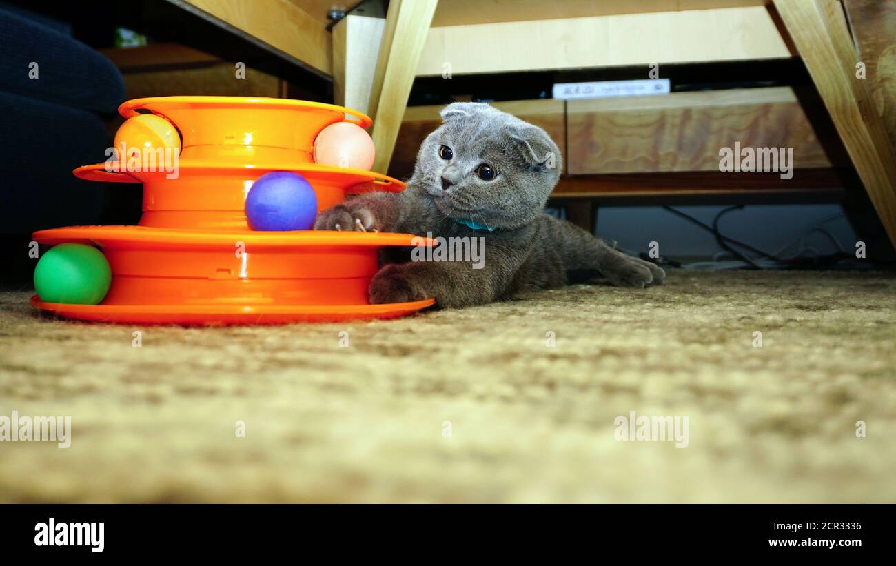 Cute scottish fold kitten playing with balls candid image Stock Photo