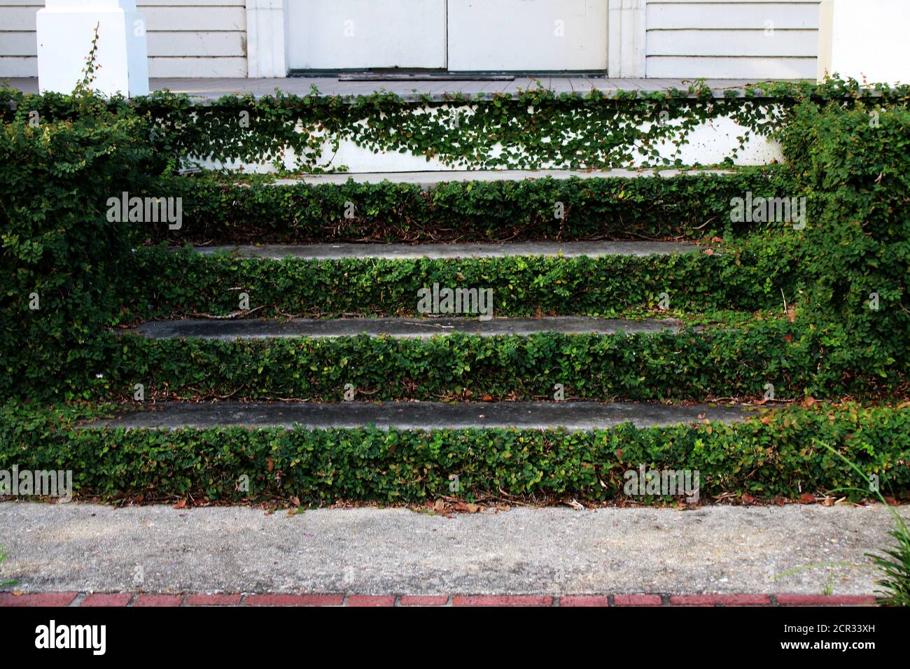 old cement steps overgrown with green leafy vines Stock Photo