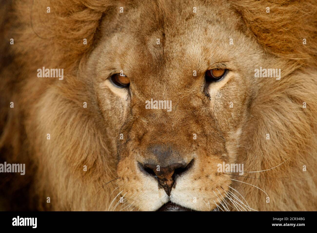 South africa animal sanctuary lions close up close up hires stock