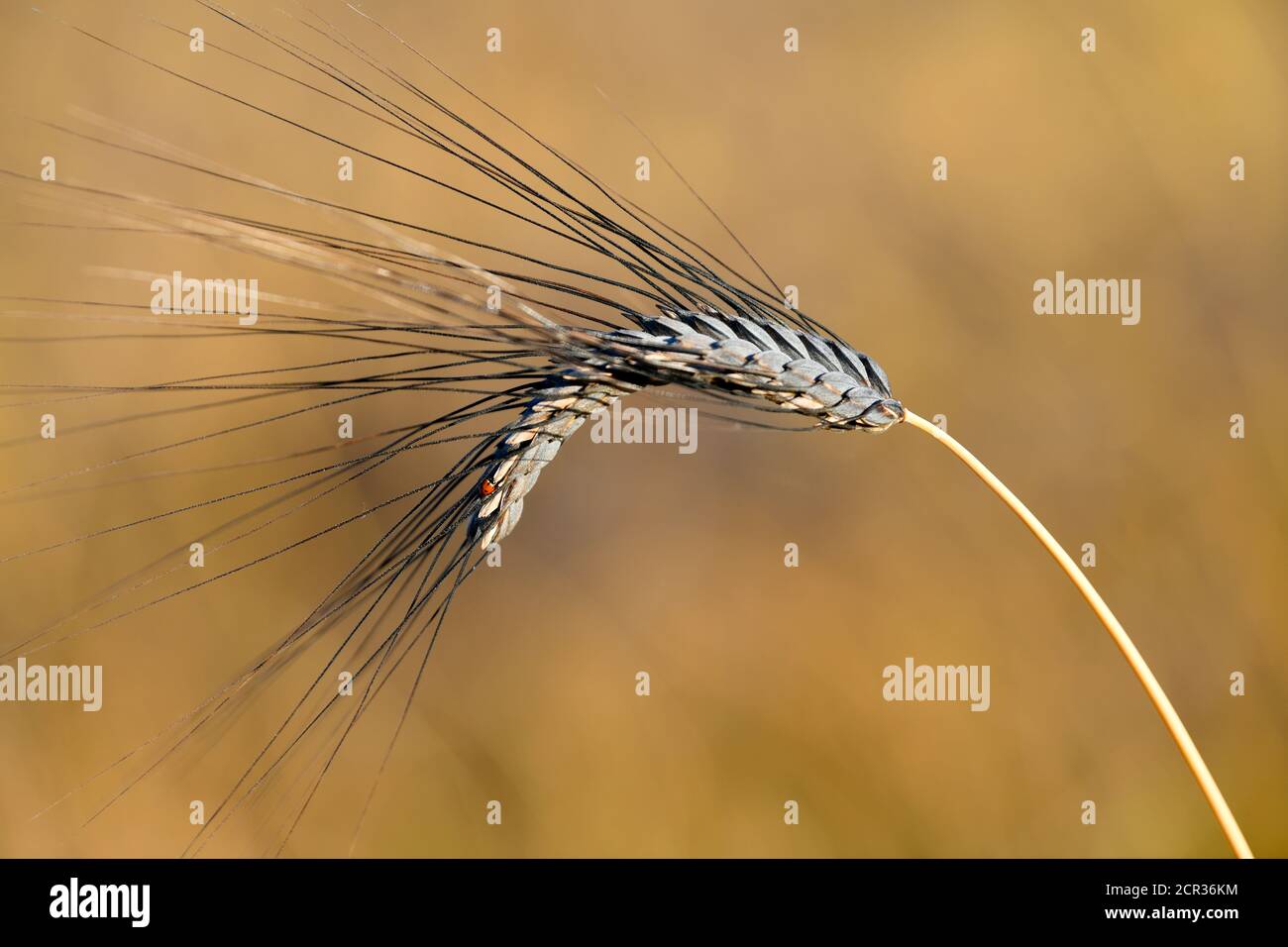 Ladybird (Coccinellidae), two-spotted ladybird on black emmer (Triticum dicoccum), also Zweikorn, one of the oldest cultivated wheat species, ears of Stock Photo