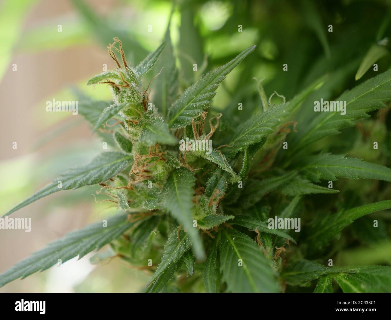 Medicinal Cannabis Plant - Female Sativa Stock Photo