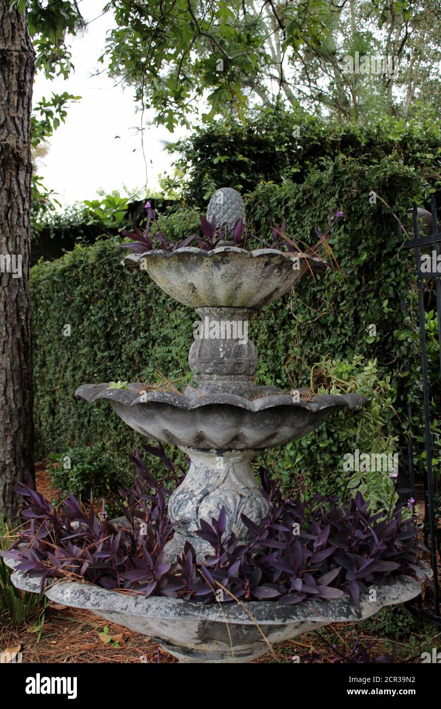 cement fountain used as a planter Stock Photo Alamy