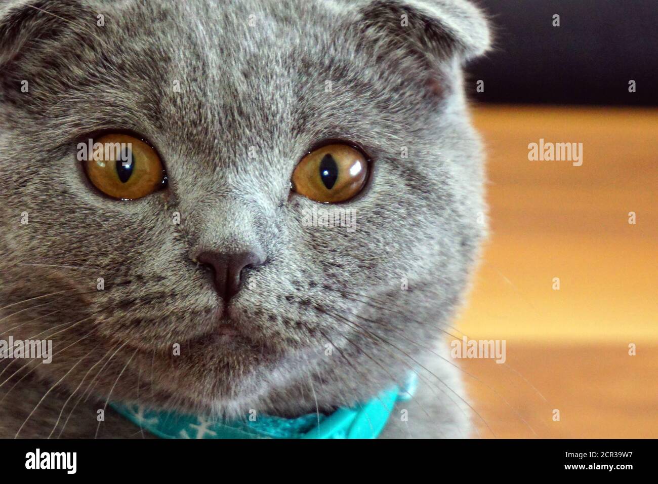 Cute scottish fold cat looking at camera close up view Stock Photo