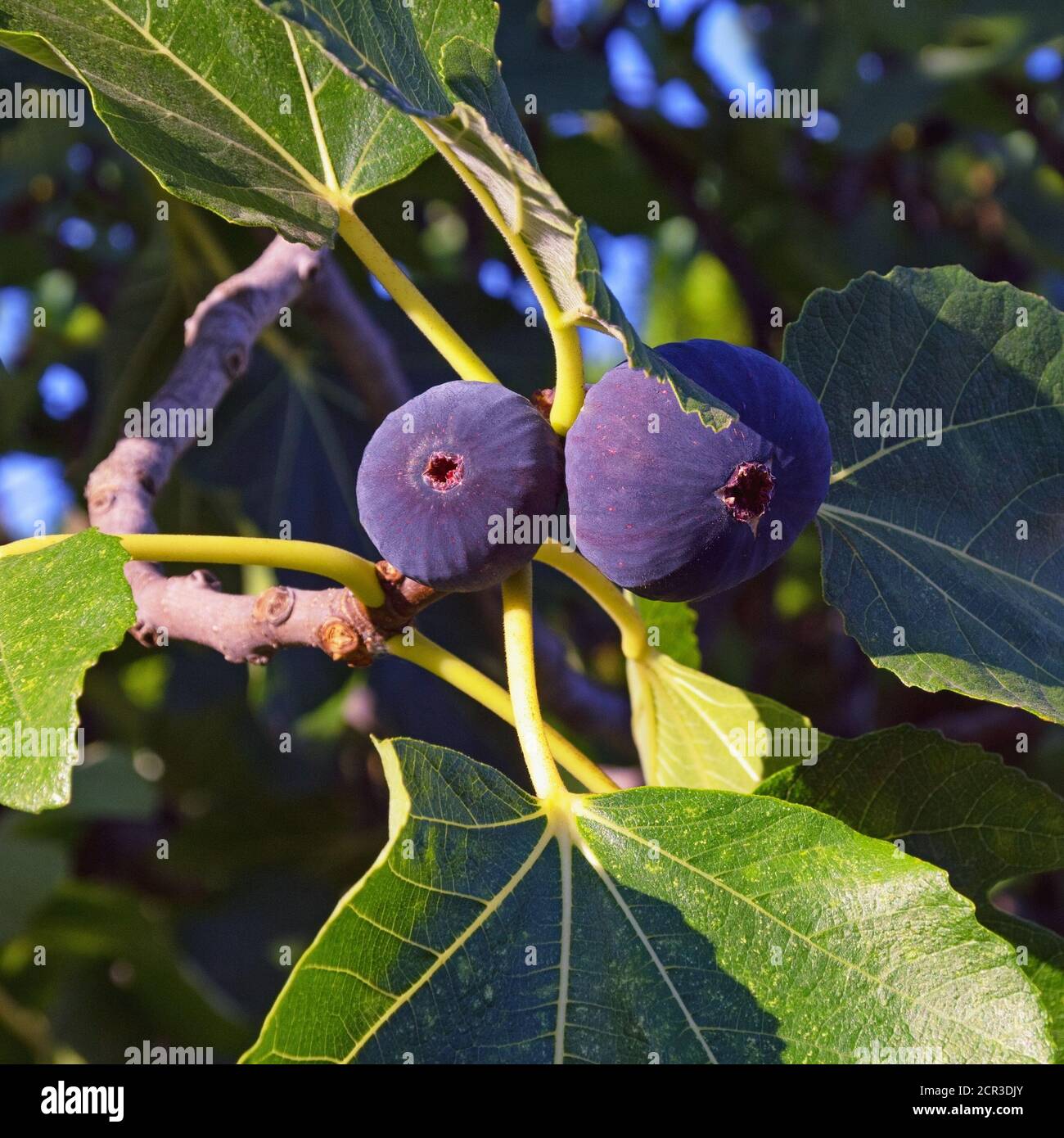 Branch of a fig tree (Ficus carica) with leaves and fruits Stock Photo ...