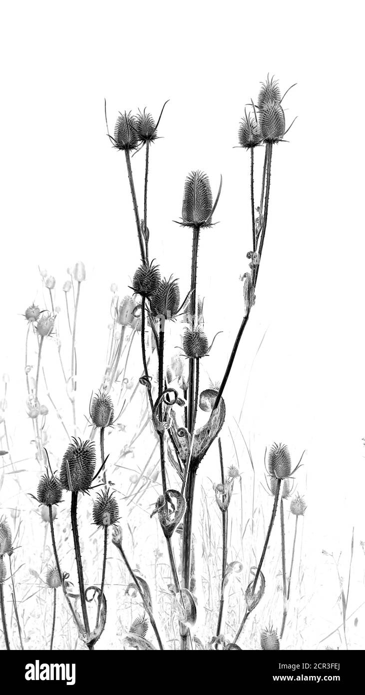 Wildflower field texture Black and White Stock Photos & Images - Alamy