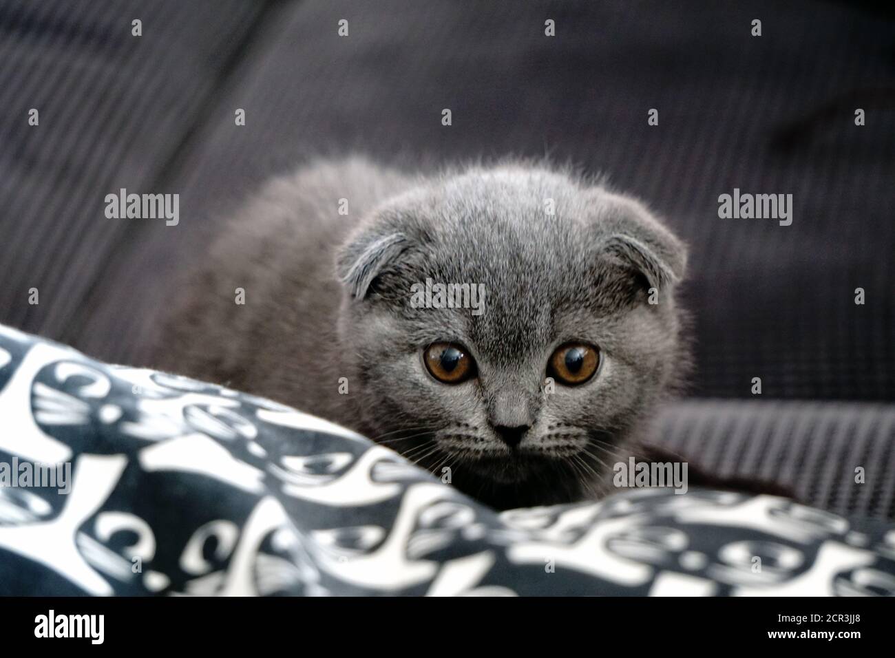 British fold kitten at home on grey couch candid images Stock Photo - Alamy