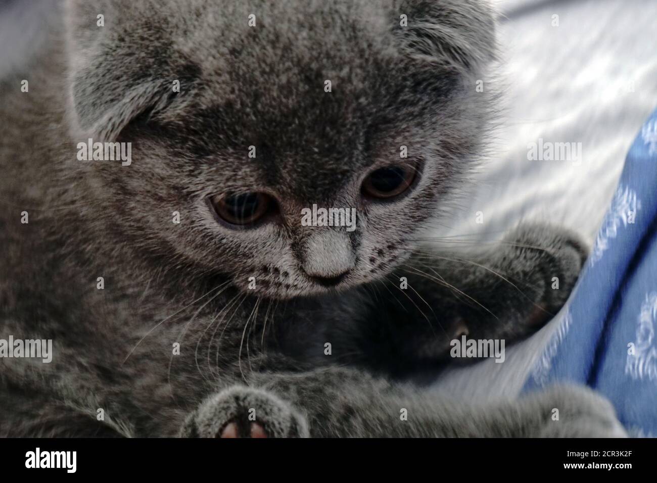 British fold kitten at home on grey couch candid images Stock Photo - Alamy