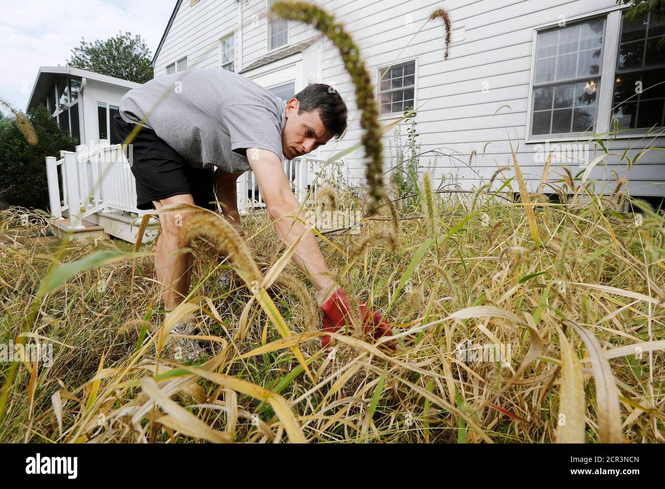 U.S. government statistician Steve Hanway, who normally leads a team of statisticians tallying injuries of consumers for the U.S. Consumer Product Safety Commission, spends some of the time he cannot be working because of the U.S. government shutdown weeding a long neglected garden outside his home in Gaithersburg, Maryland October 4, 2013. Hanway is spending his days sidelined in his home in Gaithersburg, Maryland, one of about 800,000 federal workers furloughed in the first U.S. government shutdown in 17 years.  REUTERS/Jim Bourg   (UNITED STATES - Tags: BUSINESS POLITICS) Stock Photo