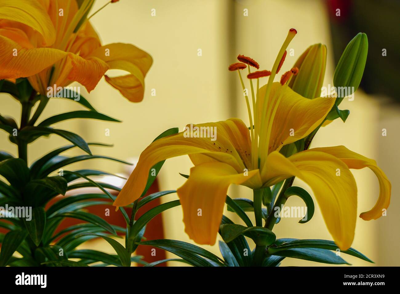 Daylily leaf hires stock photography and images Alamy