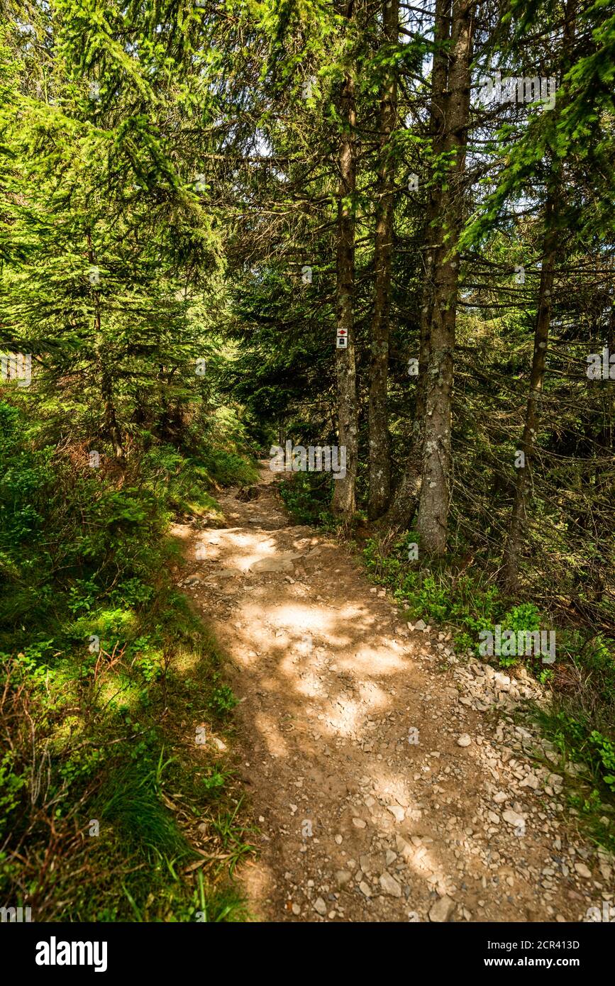 Forest path on the Belchensteig connoisseur path. Stock Photo