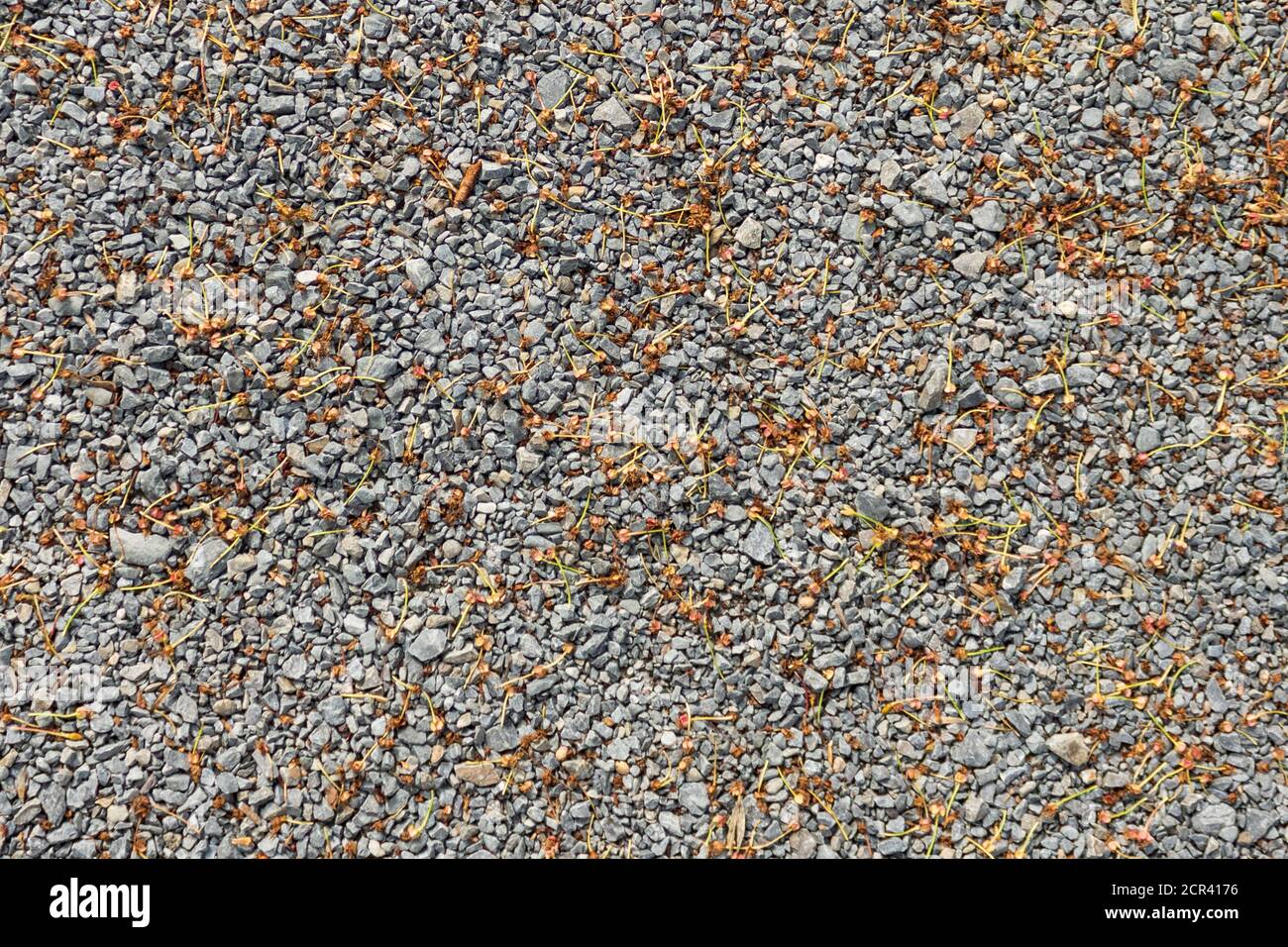 Abstract stone wall background with gray pebbles Stock Photo