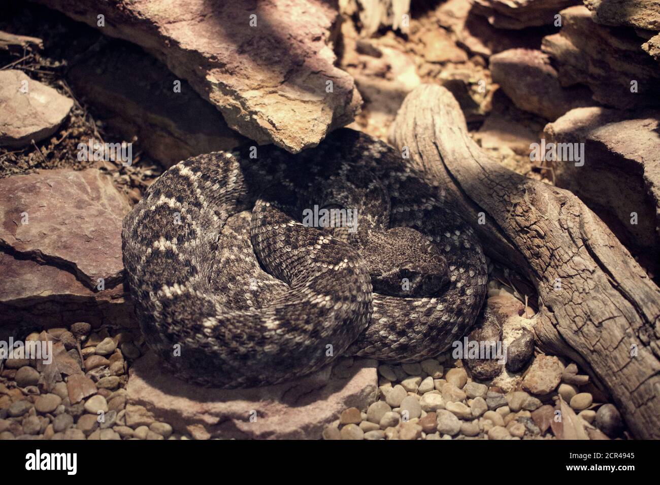 Close up on a coiled rattlesnake in a zoo enclosure Stock Photo