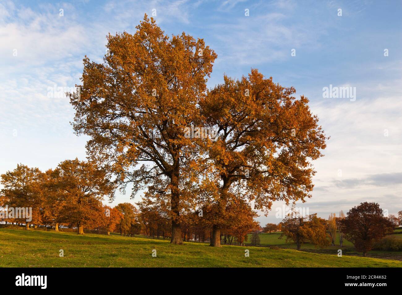 It's late autumn in the Montagne Bourbonnais, Auvergne. Two oaks stand in a pasture in their yellow color dress. In the evening when the sun is Stock Photo