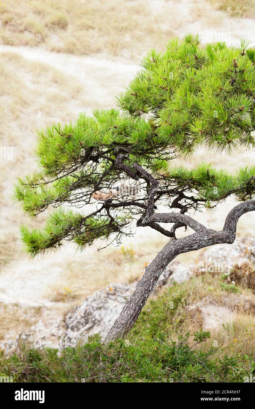 Pine in a dune landscape in the bay of Saint Brieuc Bretagne, France. Stock Photo