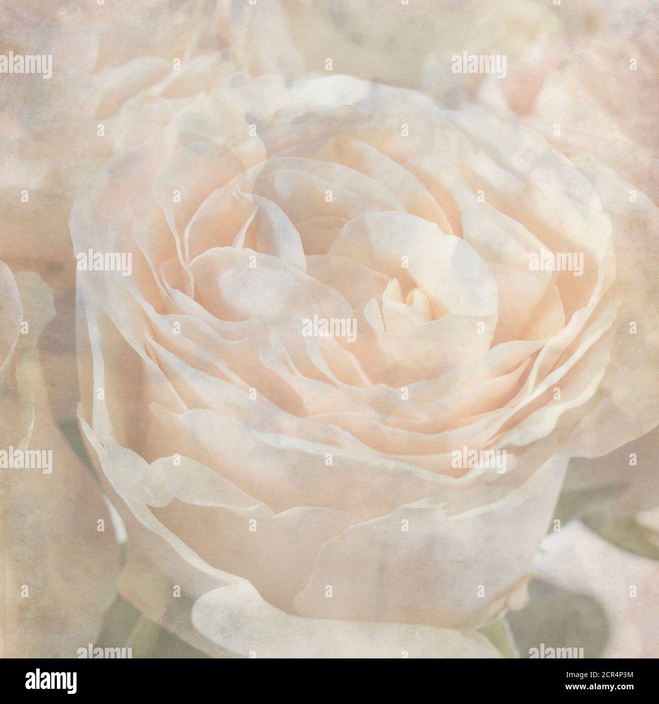 Rusty Paper Roses Backround textured old paper background with bouquet of roses Stock Photo - Alamy