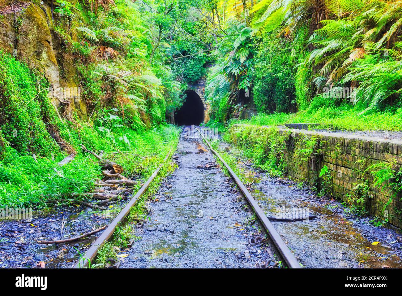 Jungles around entrance to old railway tunnel with glow warms in Helensburgh of NSW, Australia. Stock Photo