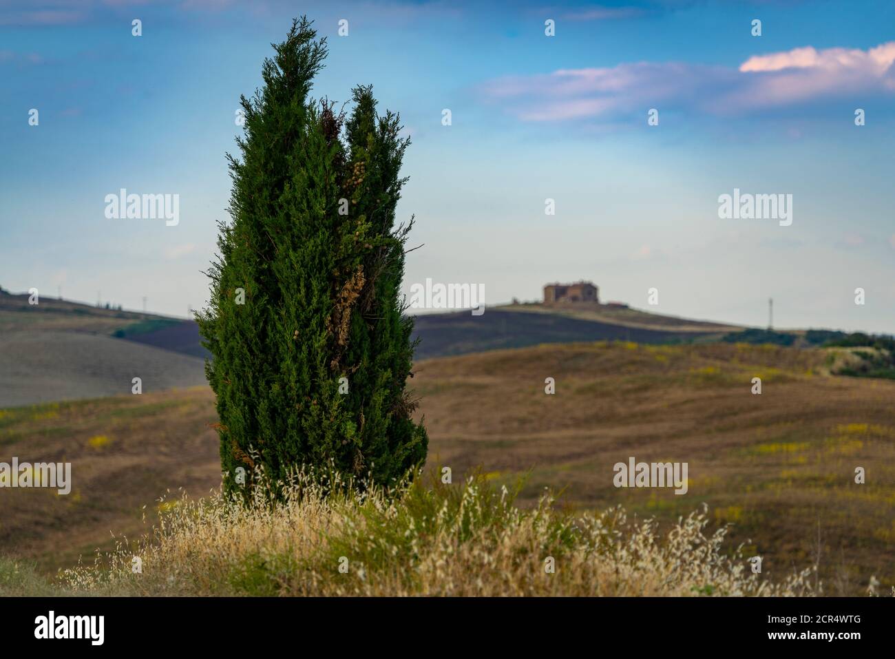 Europe, Italy, San Quirico, Tuscany, Tuscan Landscape, Cipressi di San Quirico d'Orcia, Province of Siena, Stock Photo