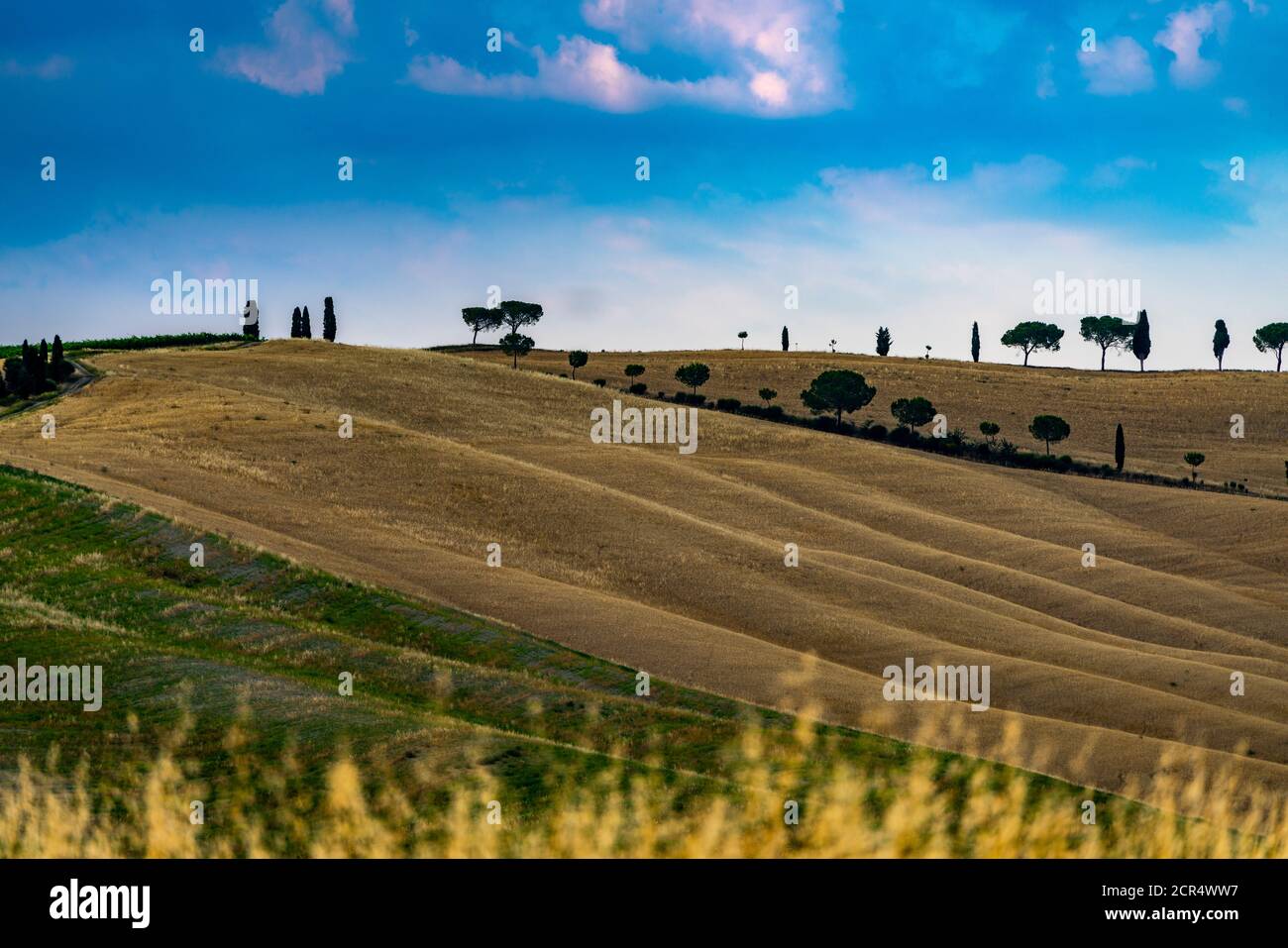 Europe, Italy, San Quirico, Tuscany, Tuscan Landscape, Cipressi di San Quirico d'Orcia, Province of Siena, Stock Photo