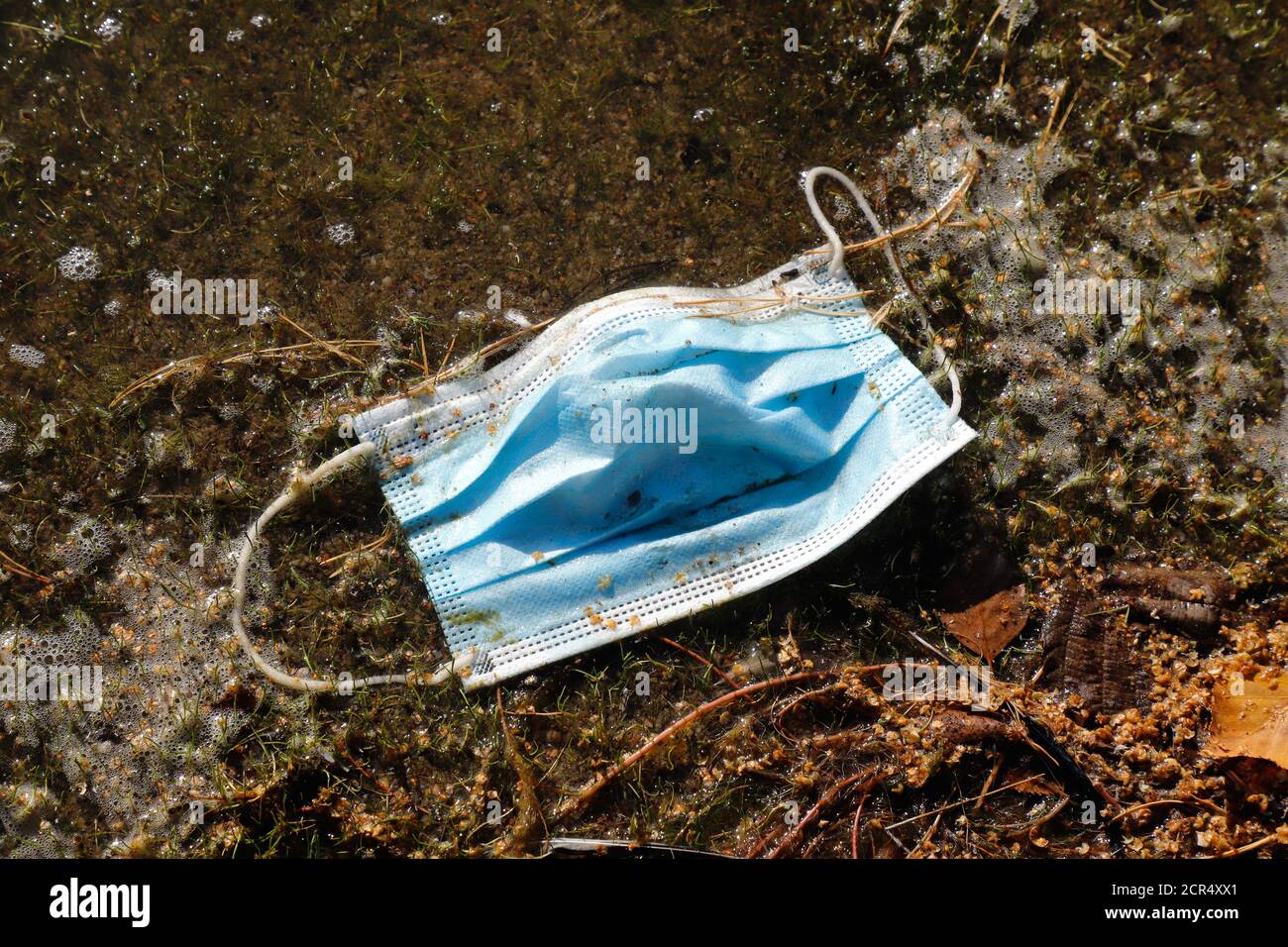Disposable blue protective face mask droped in the nature. Stock Photo