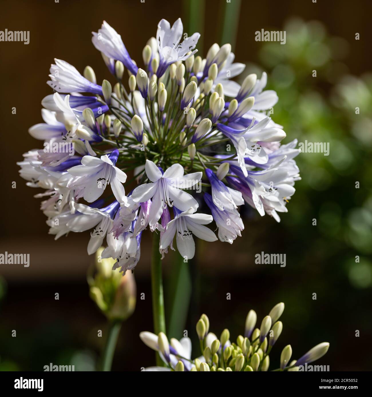 Agapanthus Twister in summer Stock Photo