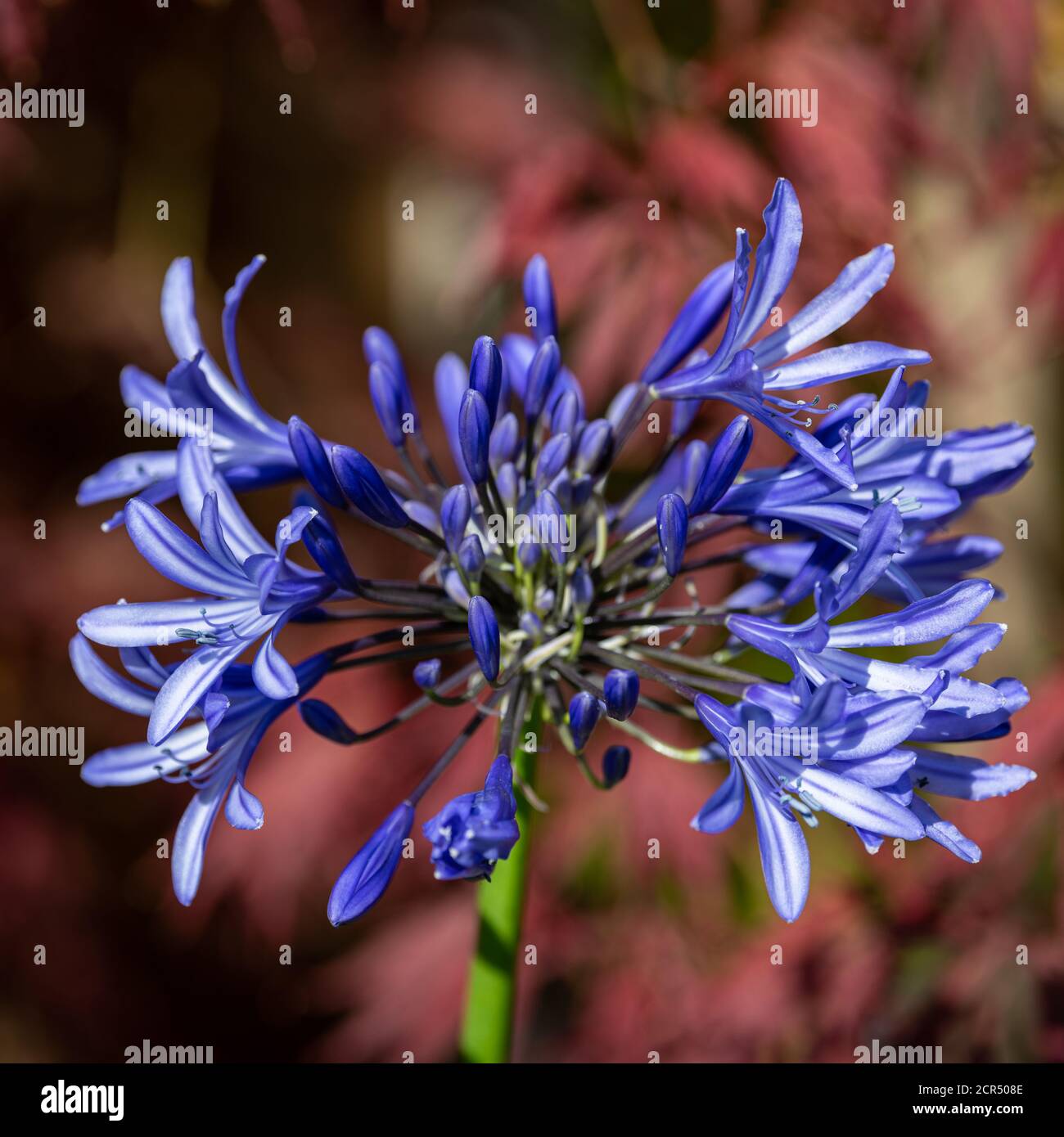 Agapanthus African Skies flowering in spring Stock Photo