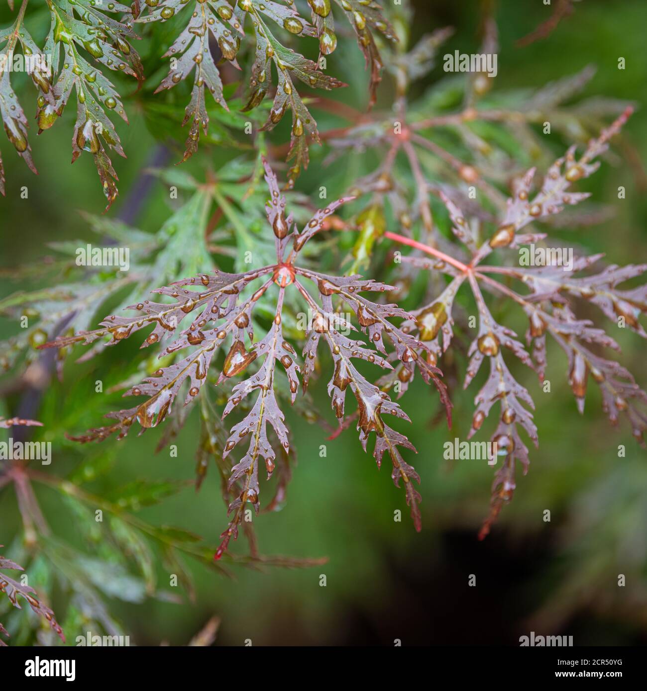 Acer palmatum Dissectum Orangeola in summer rain Stock Photo