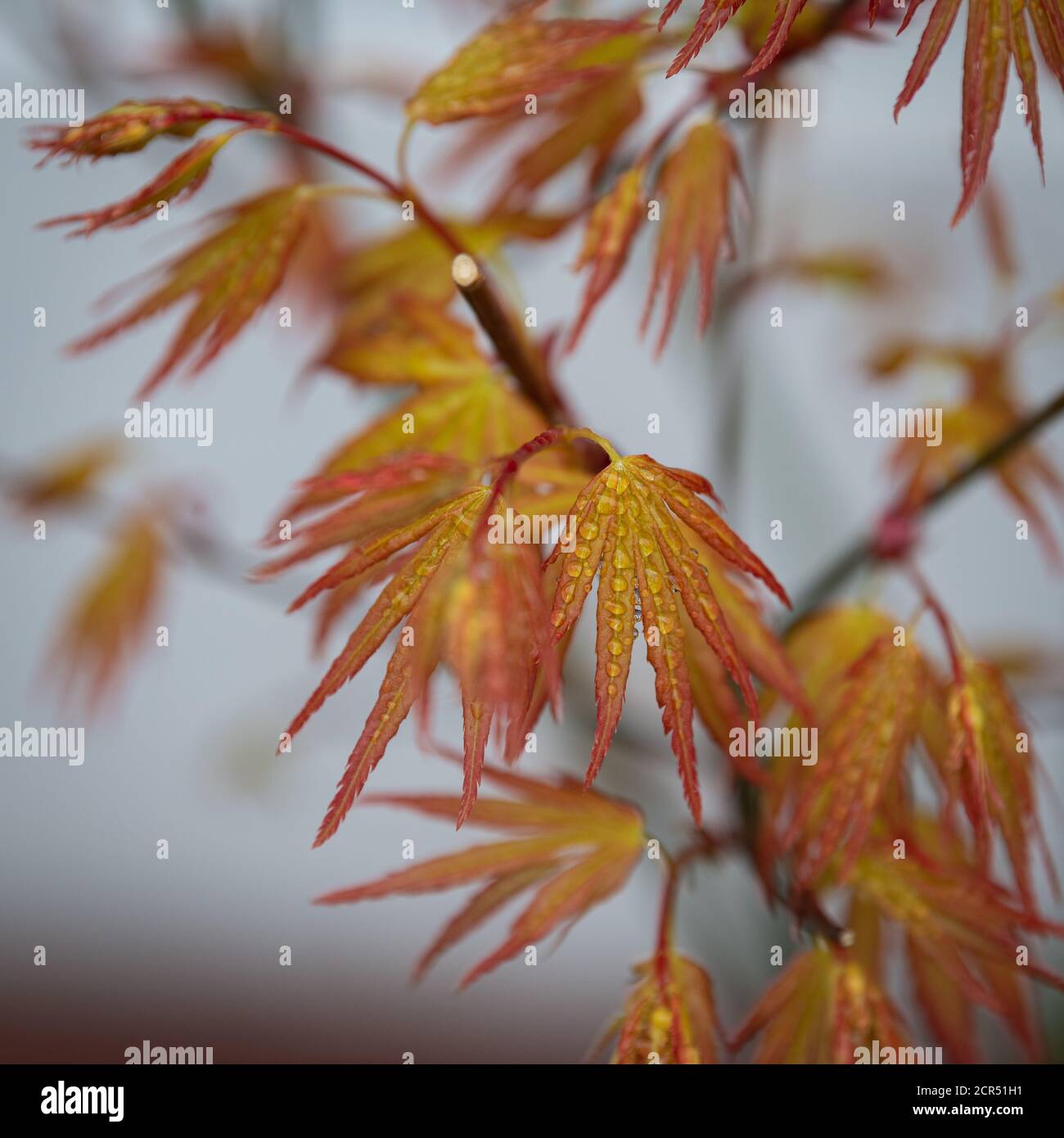 Acer palmatum Orange Dream showing spring foliage Stock Photo