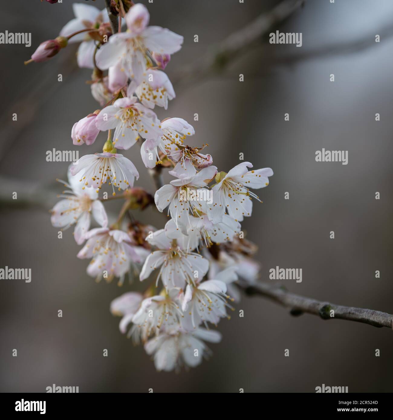 Flowering fruit tree during spring, Surrey, United Kingdom Stock Photo