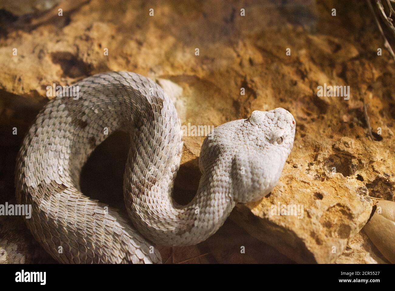 Close up on white and tan striped snake in a zoo enclosure Stock Photo