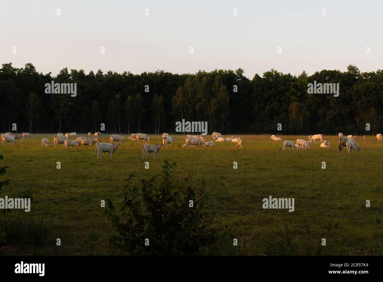 Cows on a Meadow at sunrise in summer Stock Photo