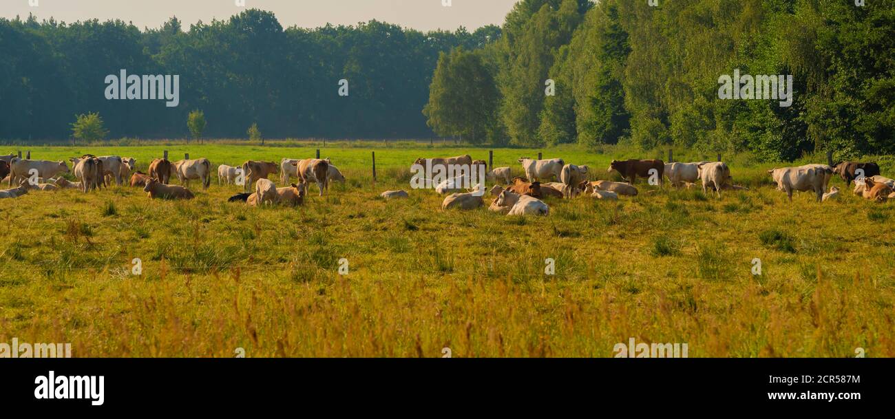 Cows on a Meadow at sunrise in summer,Panorama Stock Photo