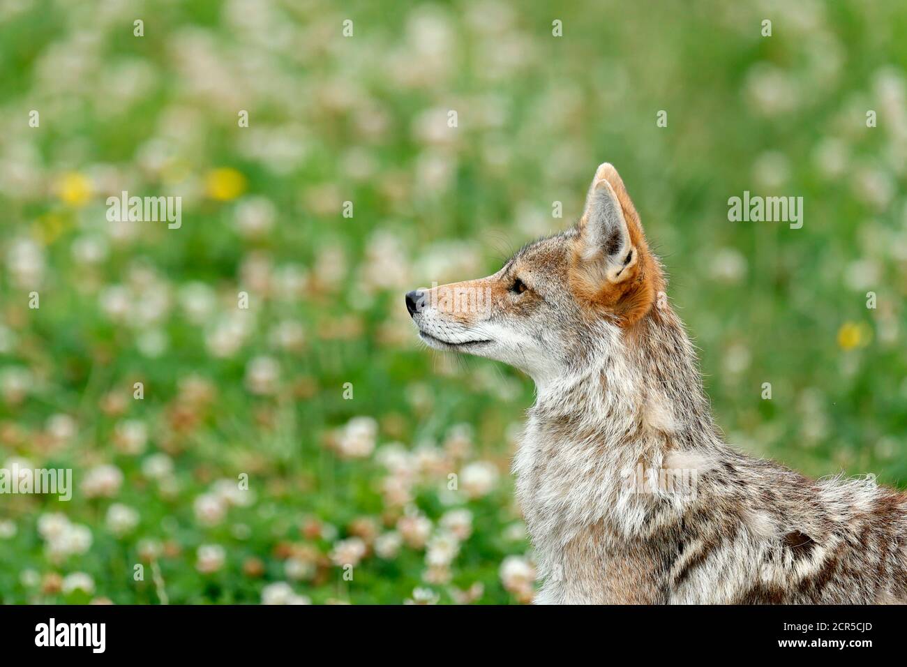 Coyote (Canis latrans) Stock Photo