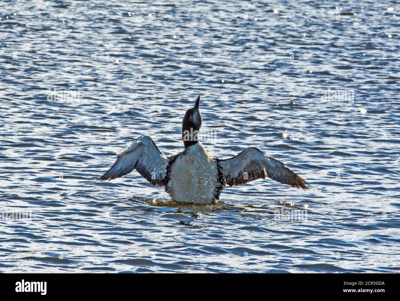 A common loon flaps its wings on the blue waters of a northern