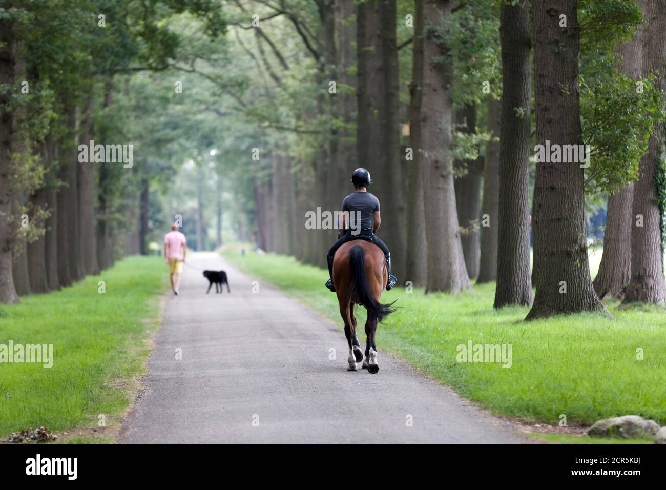 Horse rider and walker with dog on an avenue in the morning hours