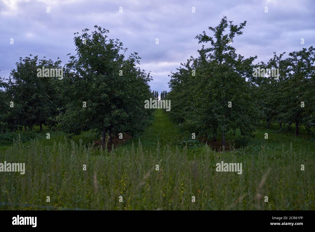 Trees in the field gleaming under the cloudy sky Stock Photo - Alamy