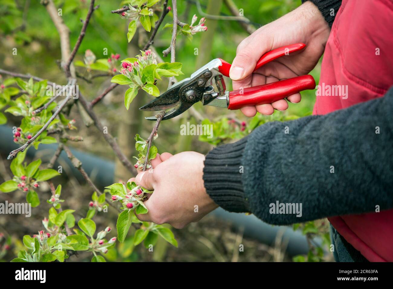 Pruning fruit trees hires stock photography and images Alamy