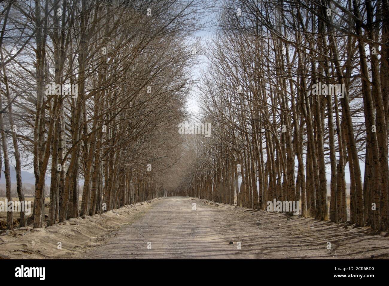 Dirt road lined with Poplars, Heimahe, Qinghai Province, China 29th April 2005 Stock Photo